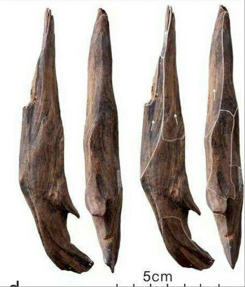 世界的な考古学的成果 中国で30万年前の東アジア最古の木器を発見 写真