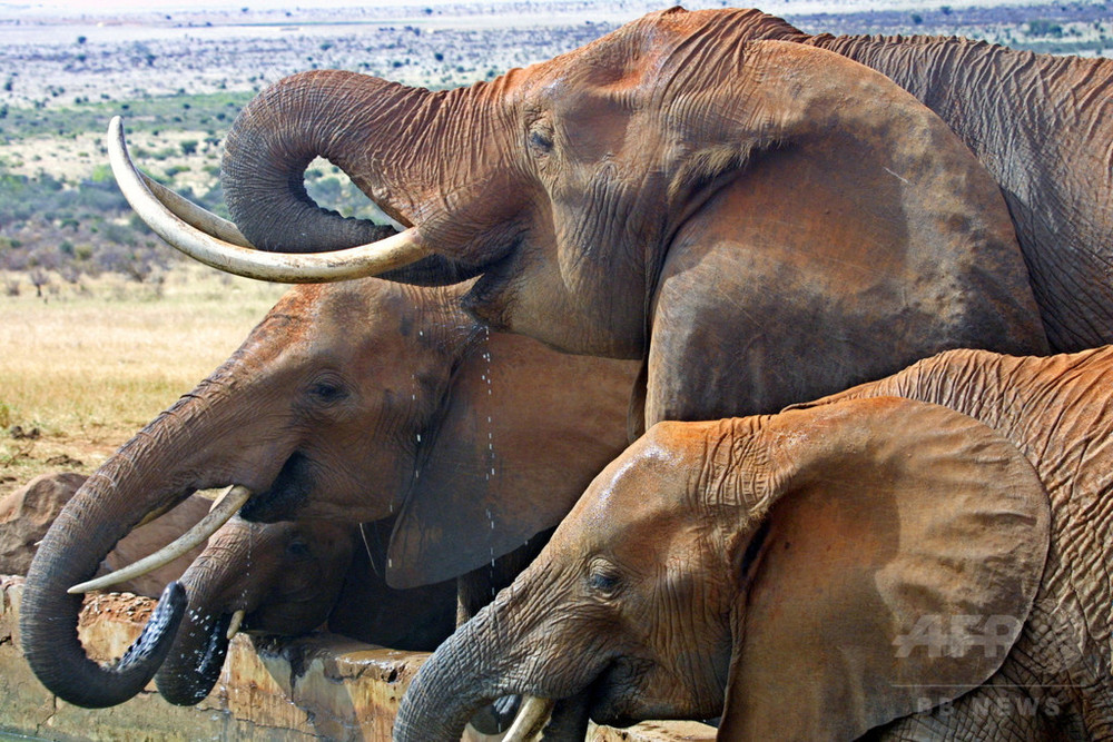 巨大な牙持つ希少なゾウ、密猟者らに殺される ケニア 写真1枚 国際