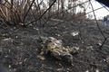 ボリビア南東部の国立公園で起きた森林火災の現場で、地面に横たわる死んだキツネ（2019年8月27日撮影）。(c)Aizar RALDES / AFP