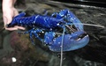 フランス西部ブレストのオセアノポリス水族館で撮影された青いロブスター（2017年4月19日撮影）。(c)AFP/FRED TANNEAU