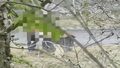 韓国・飼い犬を踏みつけ石投げる虐待…60代男性を略式起訴、犬の所在は不明