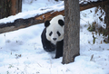 中国・北京（Beijing）の動物園で、雪とたわむれるジャイアントパンダ（2009年11月10日撮影）。(c)AFP