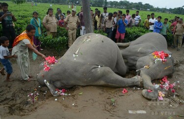 ゾウ2頭が感電死、1頭は仲間を助けようとしていた インド 写真6枚 国際
