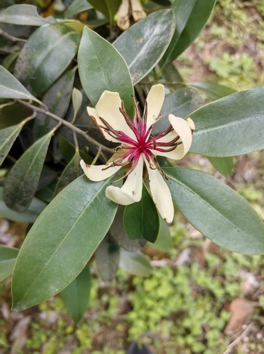 「植物界のジャイアントパンダ」が野外復帰地で初開花 中国南西部