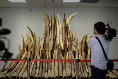 中国当局、象牙製品の輸入を1年間禁止