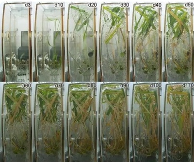 中国 世界初の宇宙でのイネの種子から種子までの培養実験を完了