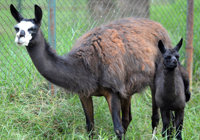 生後12日のラマの赤ちゃん、コロンビアで公開