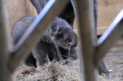 生後1週間のゾウの赤ちゃん、ハンガリー