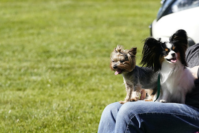 離婚夫婦に犬の共同「親権」 アルゼンチン裁判所が判決