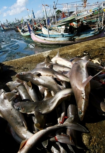 サメに襲われたダイバーら、NYでサメ保護呼びかけ ふかひれ狙われて激減