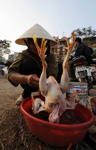 女性が鳥インフルエンザで死亡、2003年末から53人目 ベトナム