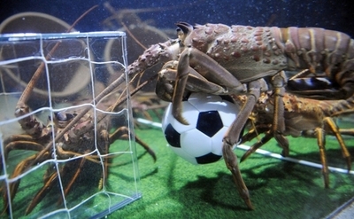 華麗なシュートを見事にセーブ！？水族館でもW杯、ドイツ