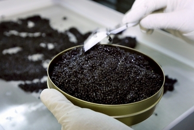 押収キャビア、ミラノの低所得者にプレゼント 慈善団体は困惑