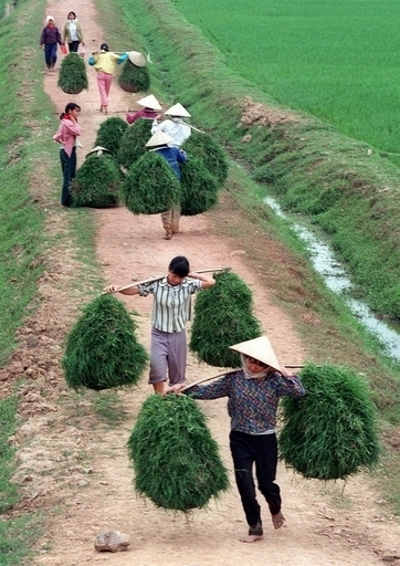植物の気孔を増やすことに成功、温暖化対策にも 京大大学院