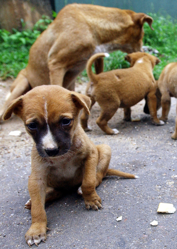 「警察犬」不足に悩むスリランカで、「ペット犬」を一般募集
