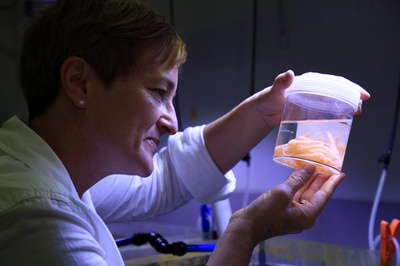 50センチの巨大巻き貝、グレートバリアリーフを救えるか 