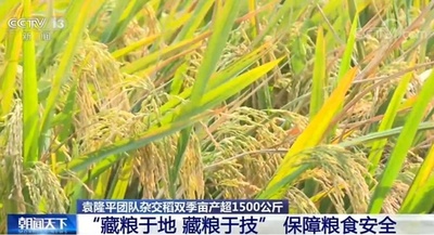 袁隆平チームの開発水稲 1ムー当たり1500キロを生産