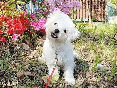 しつけ完璧な「完成型の家庭犬」、実は「捨てられた子」だった…韓国・新しい家族を待つ日々