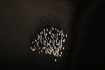 越冬地へ向かうペリカンたち、イスラエル