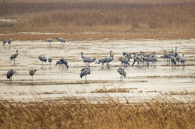 湿地公園が春の人気観光スポットに 中国