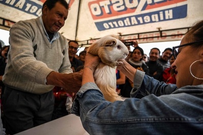 貴重なたんぱく源、モルモットの丸焼き コロンビア