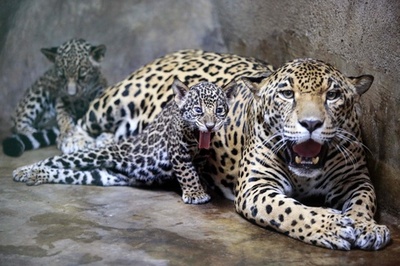 【今日の1枚】母まねて威嚇？ ジャガーの赤ちゃん ニカラグア