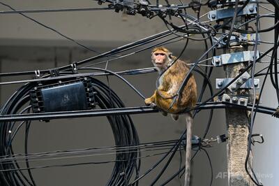 サルのせいで全国規模の停電 スリランカ