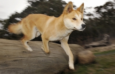 野生犬ディンゴが娘を連れ去り 無実の罪きせられた父が死去 豪 写真1枚 国際ニュース Afpbb News