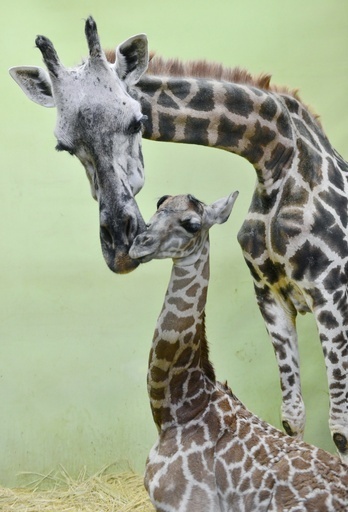 韓国のキリン、18頭目出産で世界最多記録