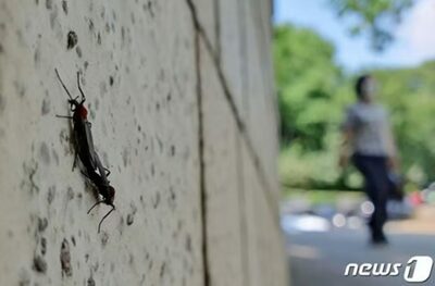 韓国・首都圏に“ラブバグ”大量発生、苦情は昨年の2倍