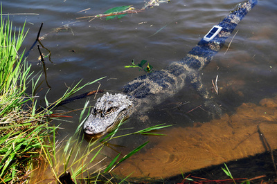安徽省でヨウスコウワニ120匹を野外放流 GPSつけてモニタリングも