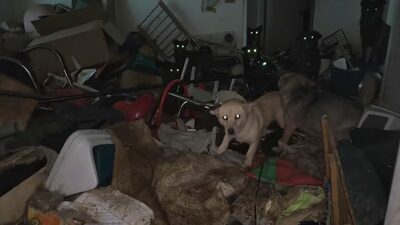 ゴミと糞尿の家に犬50匹を放置…韓国「多頭飼育崩壊」の60代女、法廷で反省の弁と減刑訴え
