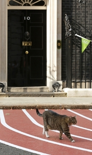 首相官邸ネコのラリー、「ボクも五輪出場したかったニャ！」