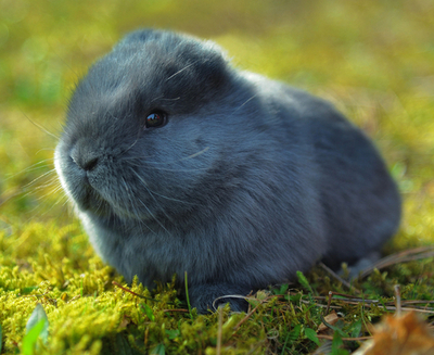 耳のない赤ちゃんウサギ、愛らしさは変わらず ドイツ