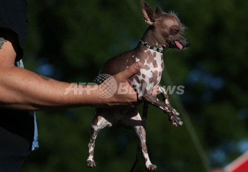 世界一醜い犬コンテスト 米カリフォルニアで開催 写真45枚 ファッション ニュースならmode Press Powered By Afpbb News