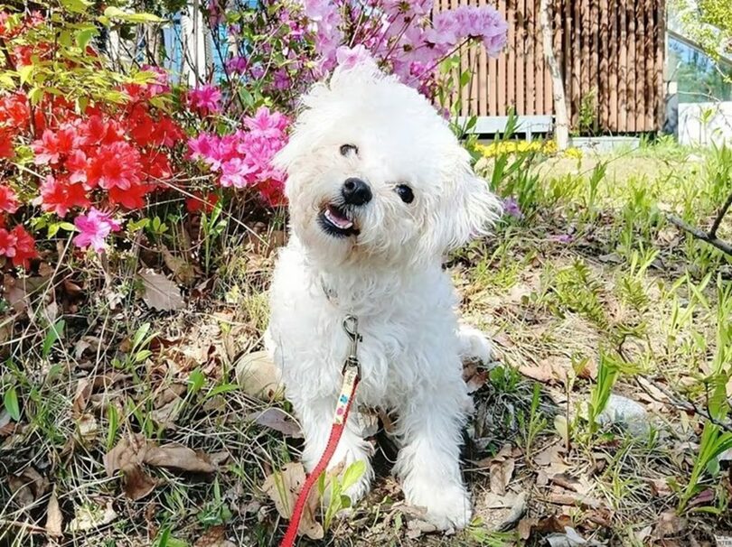 ソウル動物福祉支援センター麻浦で保護されているラッタ＝同センター提供(c)news1