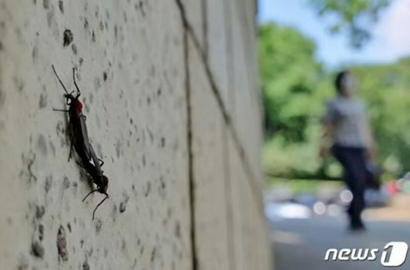 大量発生するラブバグ(c)news1