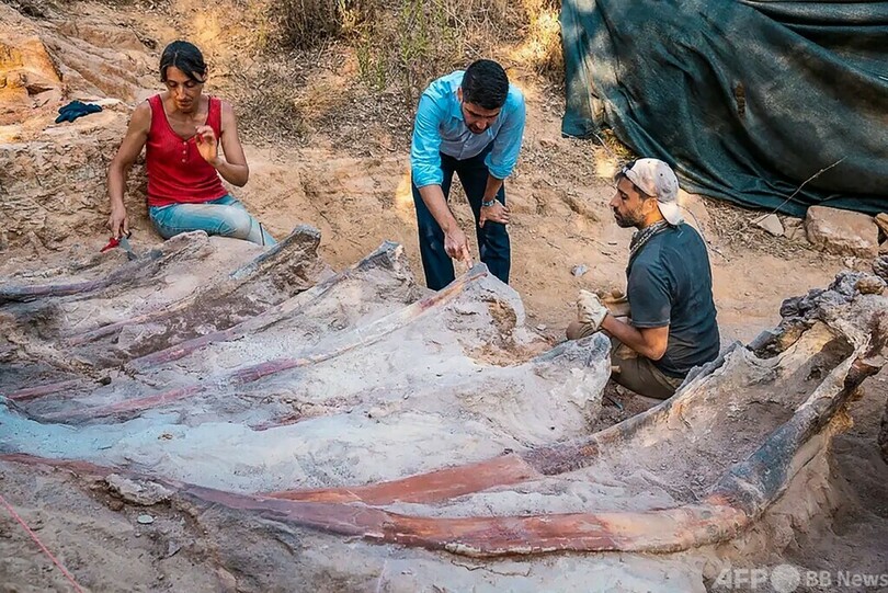 「欧州最大」の恐竜化石、庭先で発見 ポルトガル