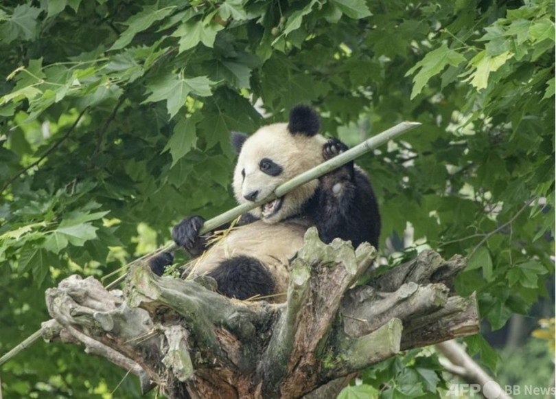 パンダなど希少動物の個体数が増加 中国で環境改善が進む理由 写真1枚 国際ニュース Afpbb News