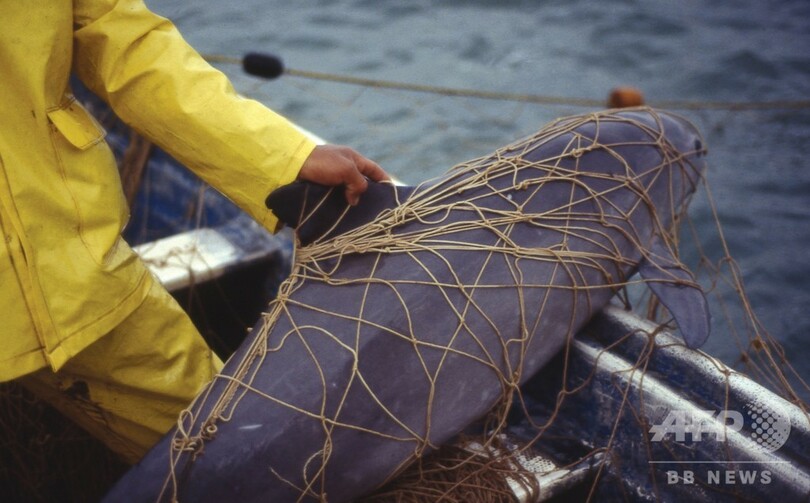 絶滅危惧種の最小イルカ、メキシコ沖で6頭確認 「希望は失われていない」