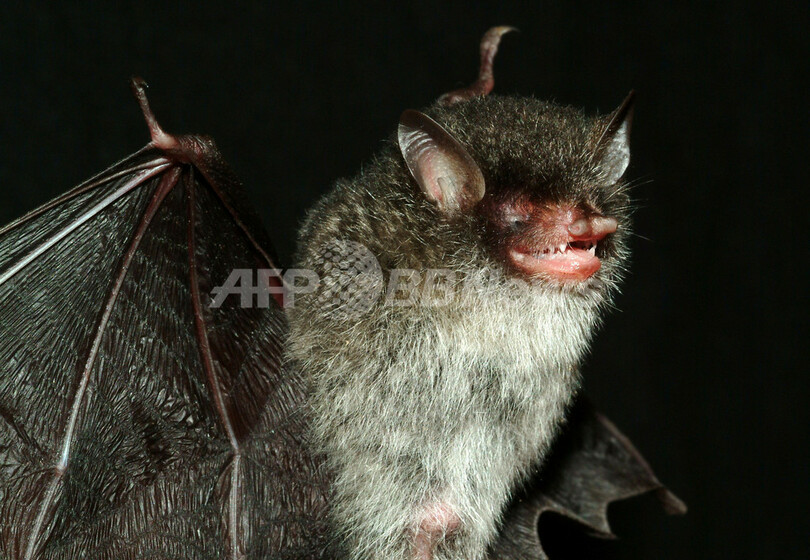 大メコン圏で新種126種を発見、WWF報告書