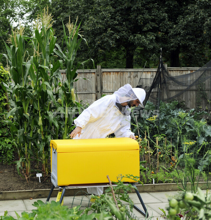 自宅の庭で手軽に養蜂を、新型巣箱「ビーハウス」英国で発売