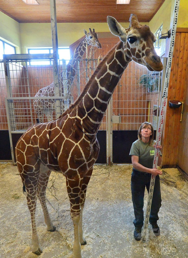 キリンの赤ちゃん身体測定、独動物園