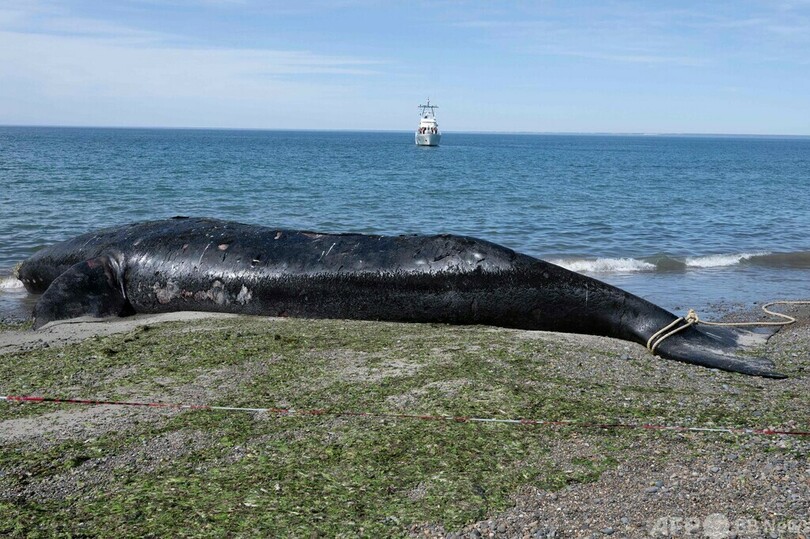 クジラの死骸相次ぎ発見、赤潮か アルゼンチン