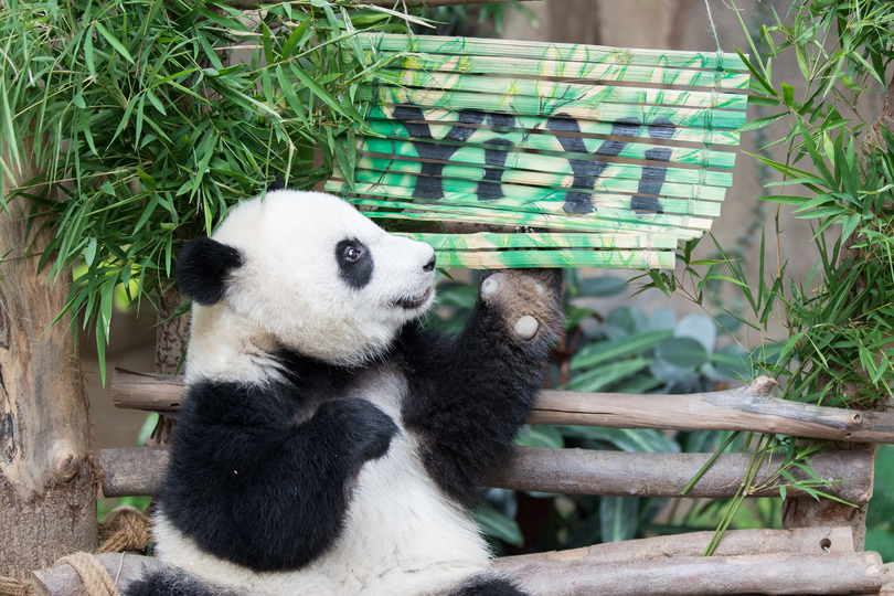 マレーシアで生まれた2番目のパンダ 名前は 誼誼 に 写真15枚 国際ニュース Afpbb News