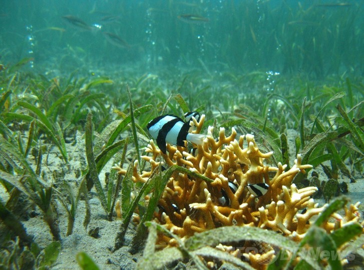地球温暖化による海水の酸化、魚が生存本能失う可能性 研究 地球温暖化による海水の酸化、魚が生存本能失う可能性 研究