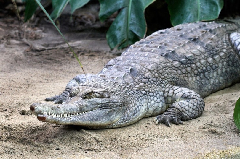 絶滅危惧のガビアルモドキ、交尾中に雌が窒息死 オランダ 絶滅危惧のガビアルモドキ、交尾中に雌が窒息死 オランダ