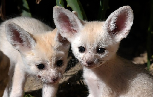 かわいいだけじゃない フェネックギツネの赤ちゃん 伊ローマ 写真7枚 国際ニュース Afpbb News