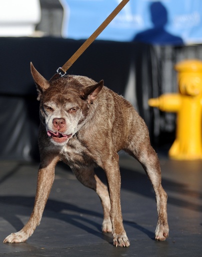 今年も開催 世界一醜い犬コンテスト 写真15枚 国際ニュース Afpbb News