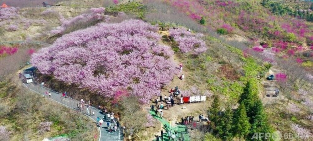 中国福建省の頼坊桜園で30万本の桜が見ごろ 写真3枚 国際ニュース